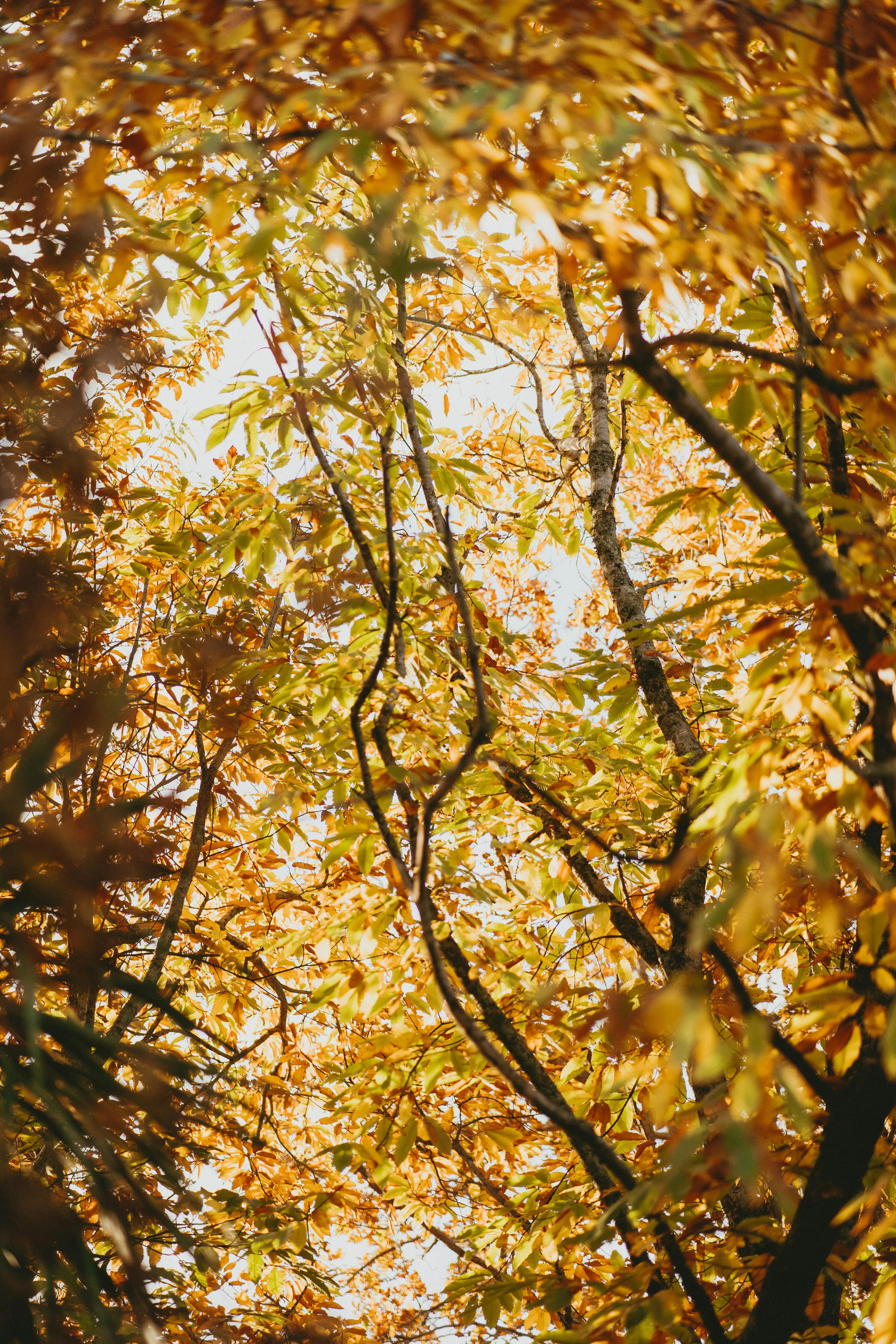 Capture the beauty of autumn leaves in Hamilton, New Zealand's woodland.