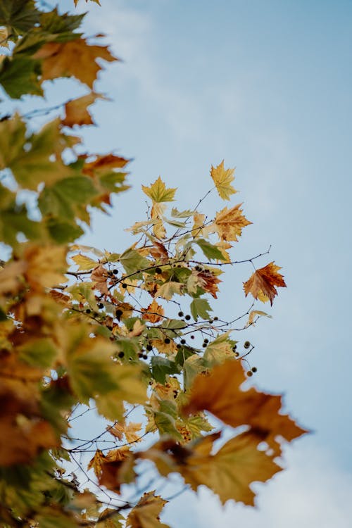 Free stock photo of aotearoa, autumn, autumn aesthetic