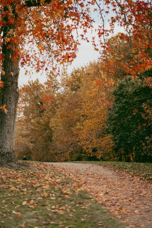 Free stock photo of aotearoa, autumn, autumn aesthetic