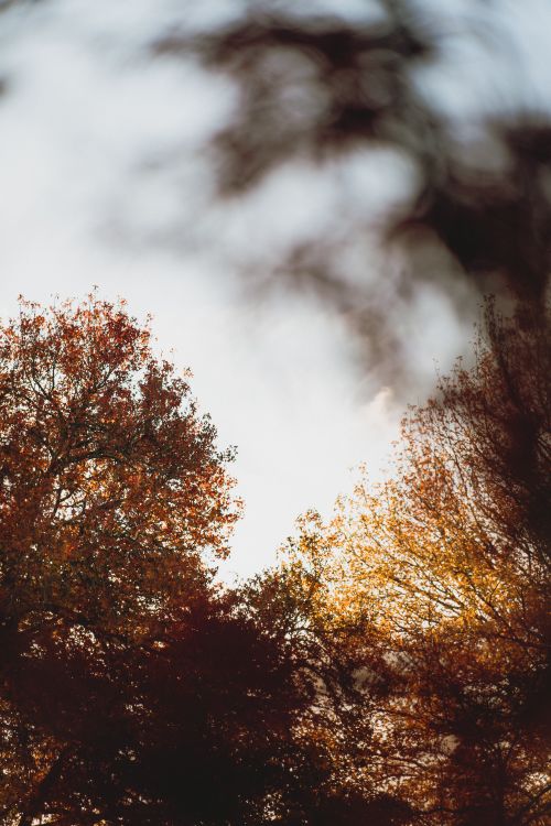 Free Explore a sunlit autumn forest canopy with vibrant foliage in Hamilton, New Zealand. Stock Photo
