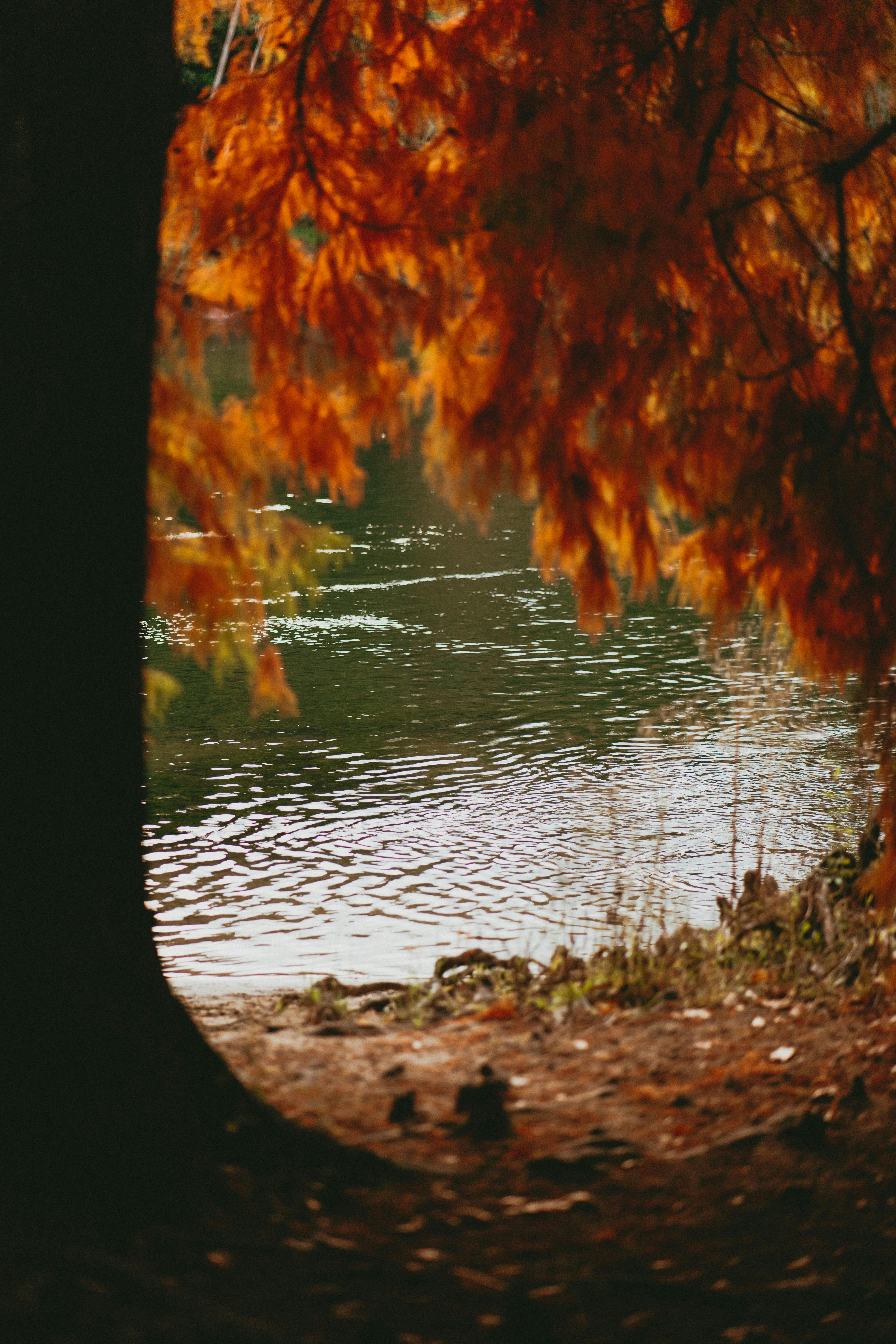 Stunning autumn landscape with orange foliage by a rippling river in Hamilton, New Zealand.