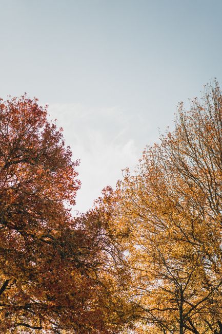 Vibrant autumn treetops under a clear sky in Hamilton, New Zealand.
