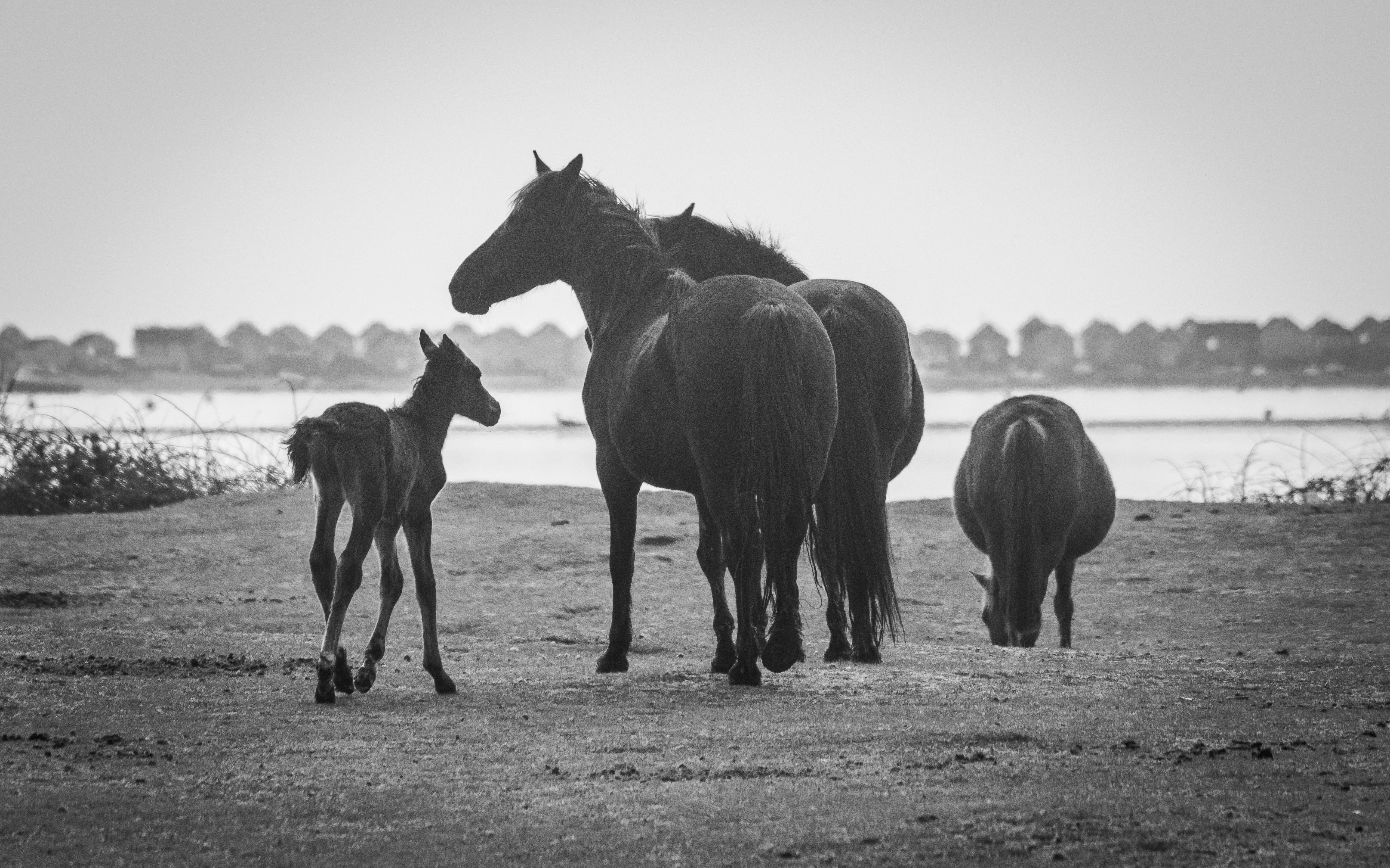 Mares and a foal beside the water on an English morning