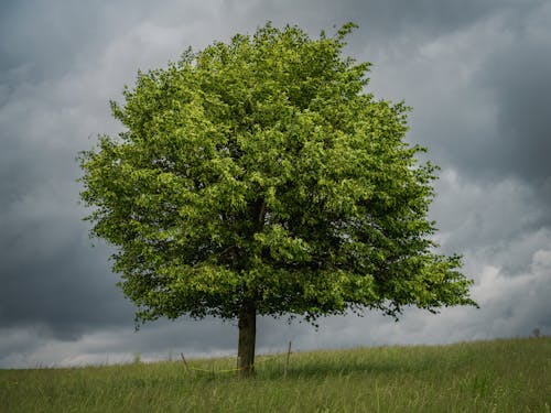 Fotos de stock gratuitas de al aire libre, árbol, brillante
