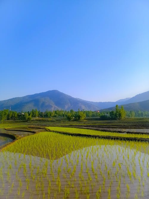 Foto d'estoc gratuïta de a l'aire lliure, agricultura, arròs