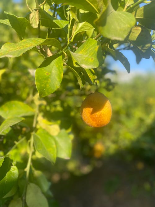 Ingyenes stockfotó citrom, citromkert, citrusfélék témában