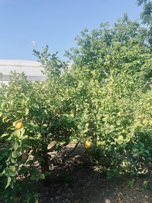 Ingyenes stockfotó citrom, citrusfélék, földközi-tengeri témában