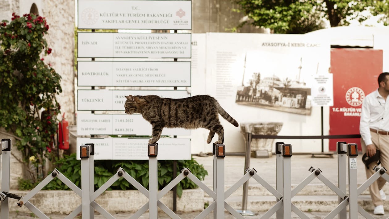 Gratis stockfoto met blad, buiten, buitenshuis