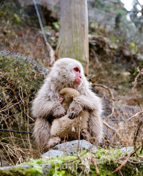 Free A mother Japanese macaque embraces her infant in the wild, showcasing tender maternal affection. Stock Photo
