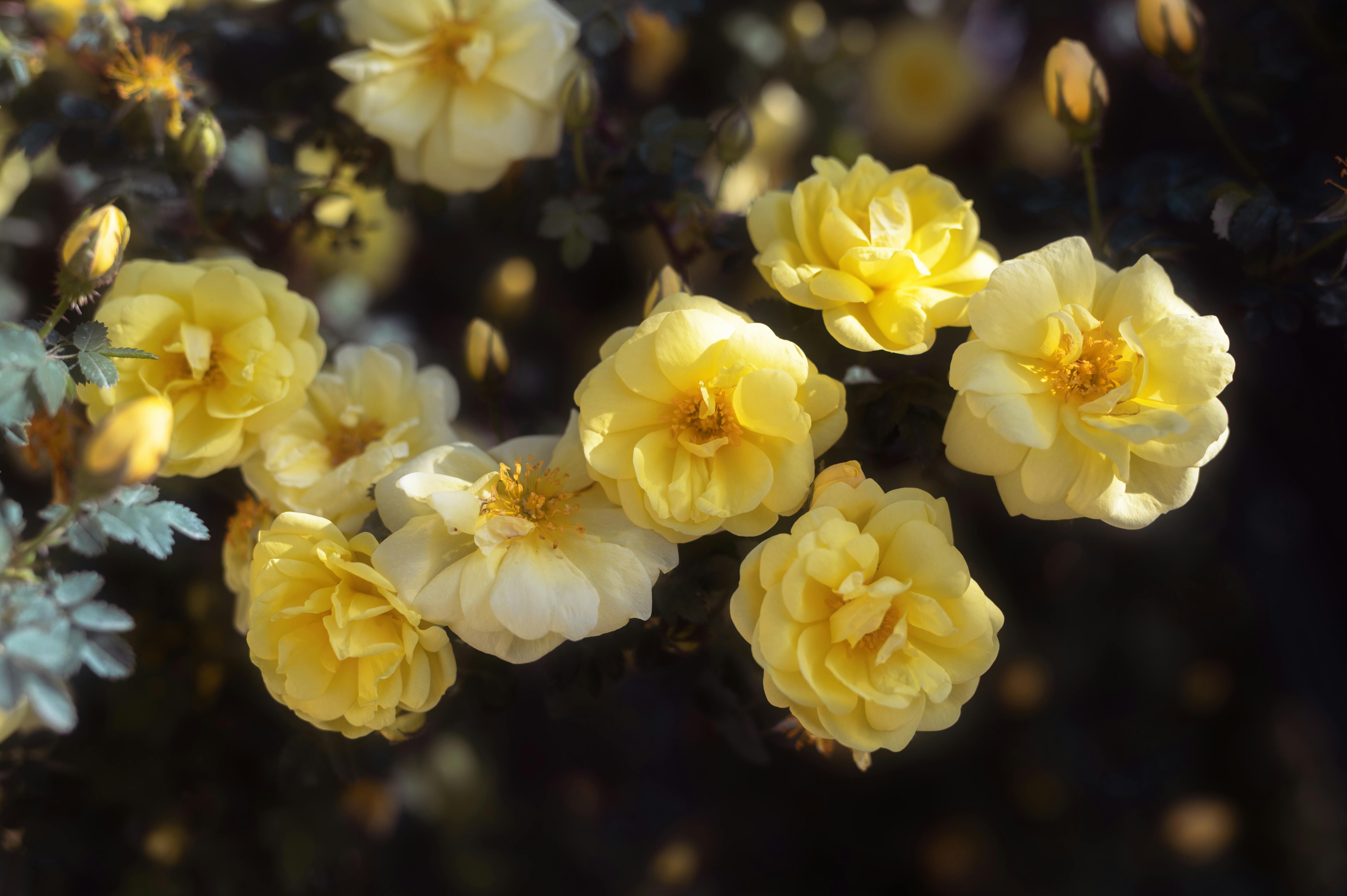 Close-up of flourishing yellow roses with soft sunlight and lush green foliage, ideal for floral themes.