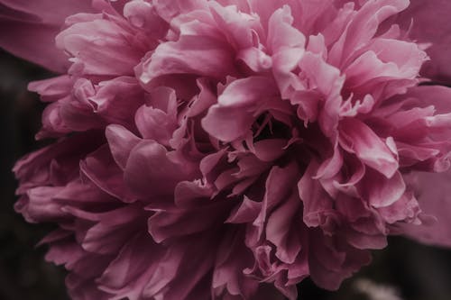 A close up of a pink peony flower