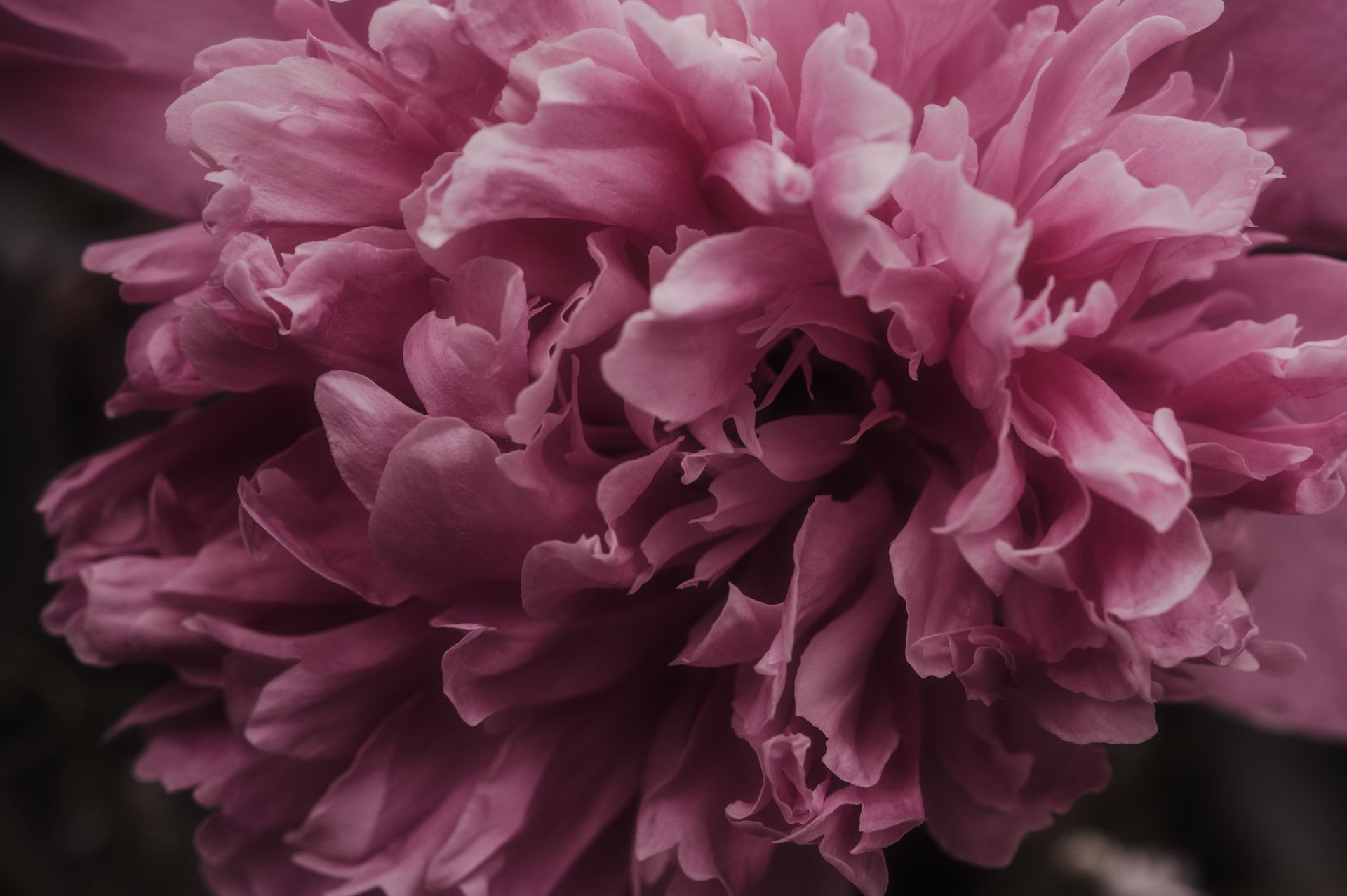 Detailed close-up of a blooming pink peony flower showcasing delicate petals.