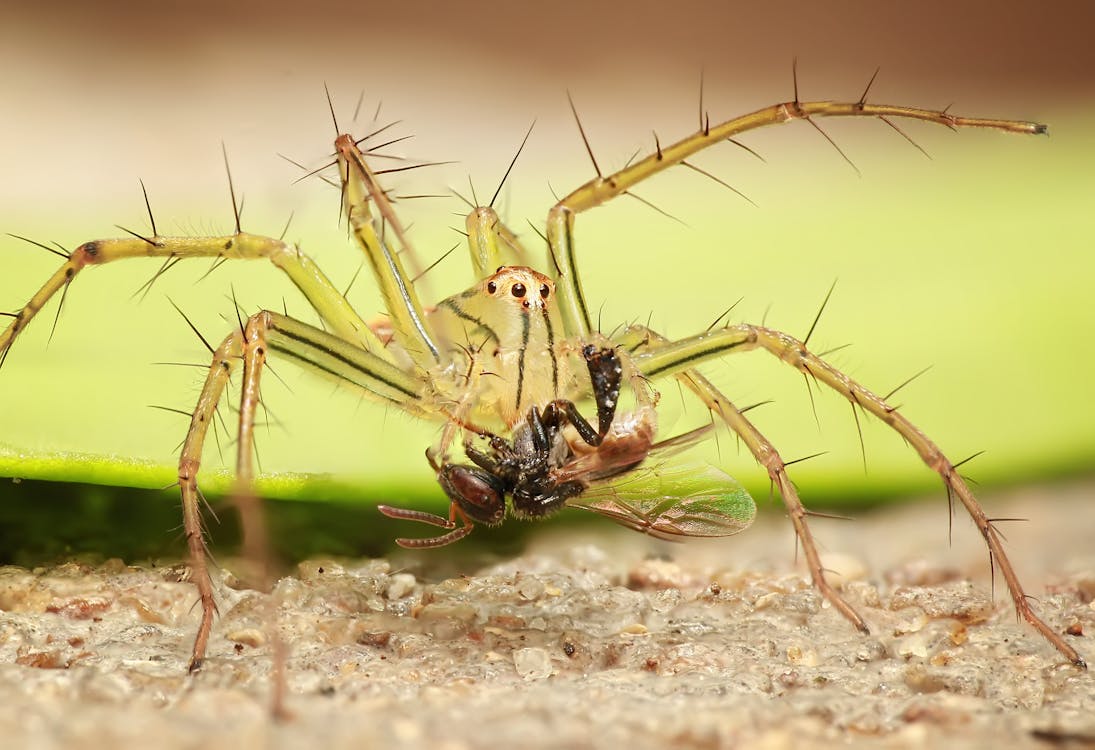 Gratis Tampilan Jarak Dekat Dari Serangga Pada Tanaman Foto Stok
