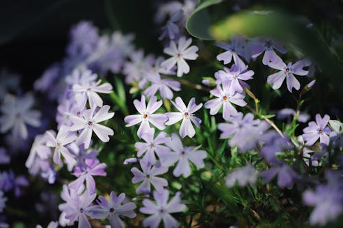 A close up of some purple flowers in the sun