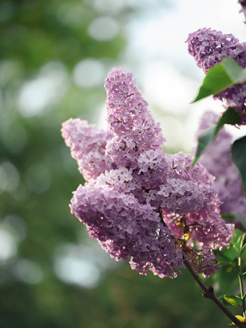 A close up of a purple flower with green leaves