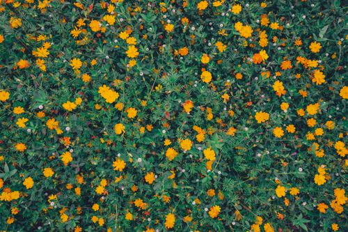 Free A lively field of yellow cosmos flowers in full bloom, showcasing natural beauty and growth. Stock Photo