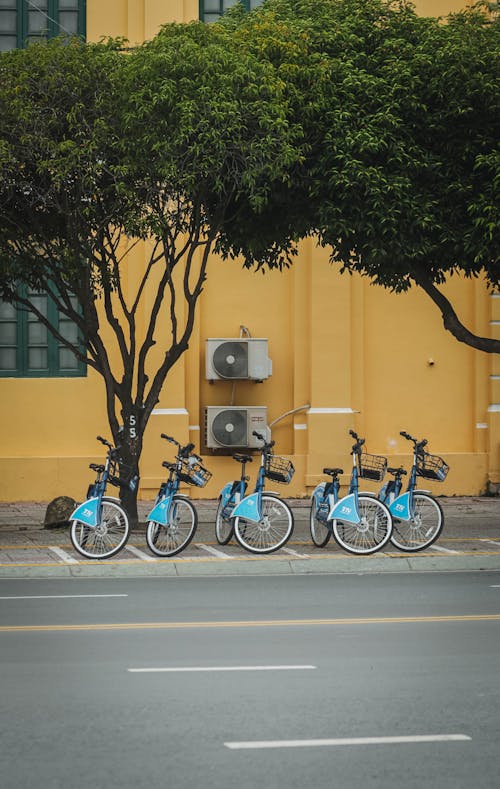 Imagine de stoc gratuită din arbore, bicicletă, biciclist