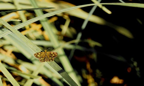 Бесплатное стоковое фото с бабочка, бамбук, ветвь
