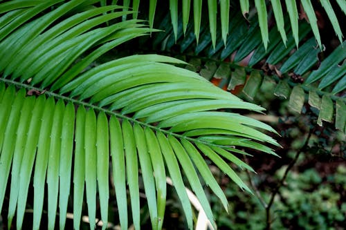 Бесплатное стоковое фото с зеленый, лес, листья