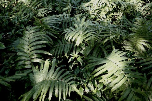 Бесплатное стоковое фото с зеленый, лес, листья