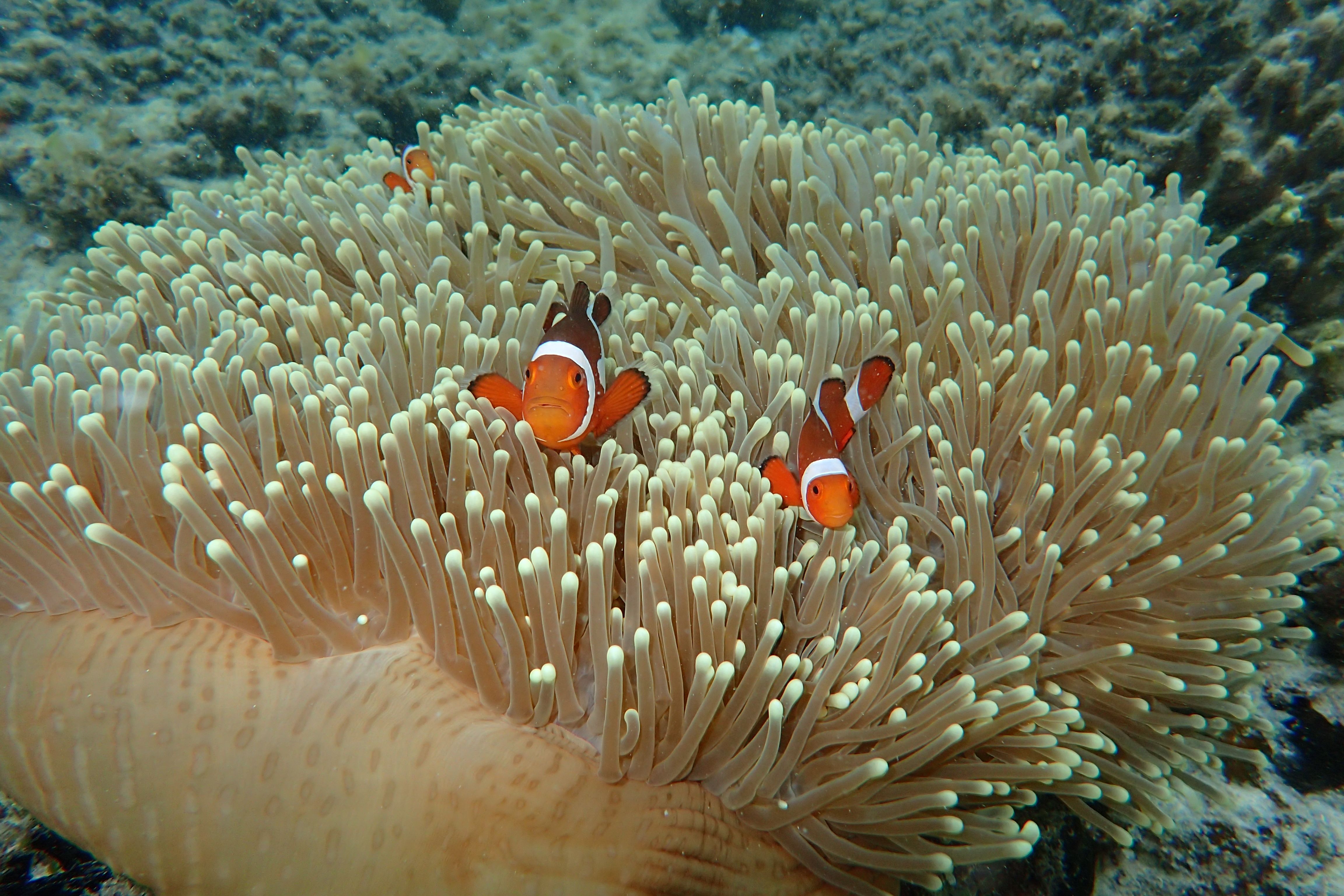Clownfish swimming among sea anemone tentacles in the vibrant waters of Coron, Philippines.