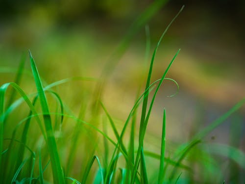 녹색, 잔디, 풍경 사진의 무료 스톡 사진