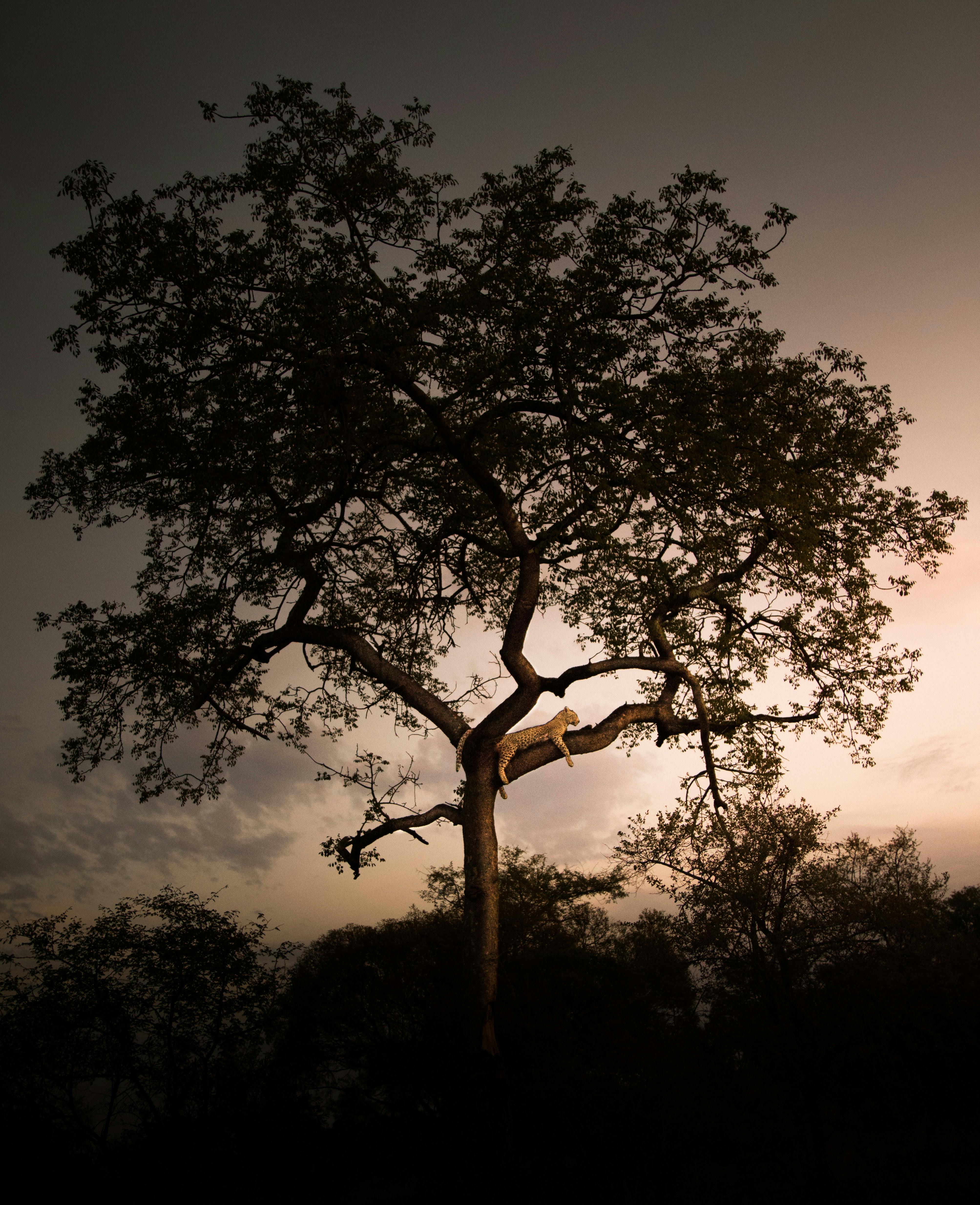 Vistas africanas leopardo en un árbol