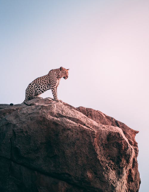 The Most Impressive Leopard Photos Pexels Free Stock Photos