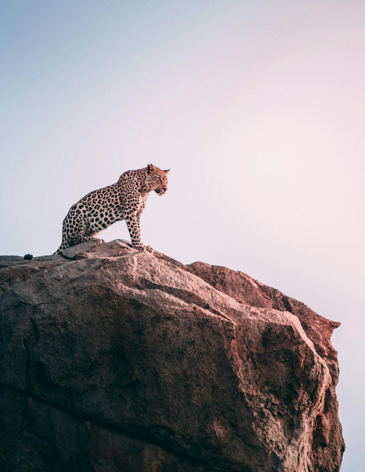 Rey leopardo sobre la roca