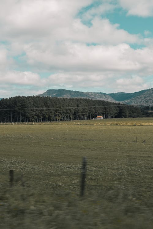 Imagine de stoc gratuită din arbori, câmp, cer