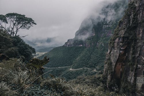 Green Trees on Cliff