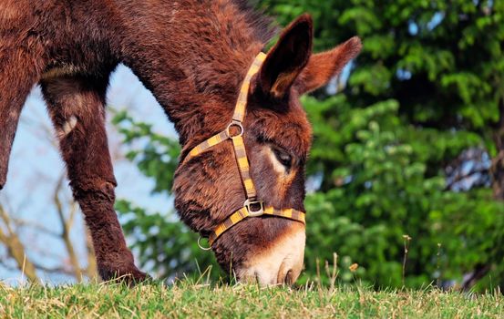 Horse on Field