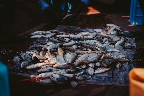 Free A vibrant assortment of fresh fish displayed at a local market in Dubai, UAE. Stock Photo