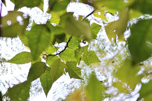 Kostenlos Nahaufnahme Von Frischen Pflanzen Mit Wassertropfen Stock-Foto