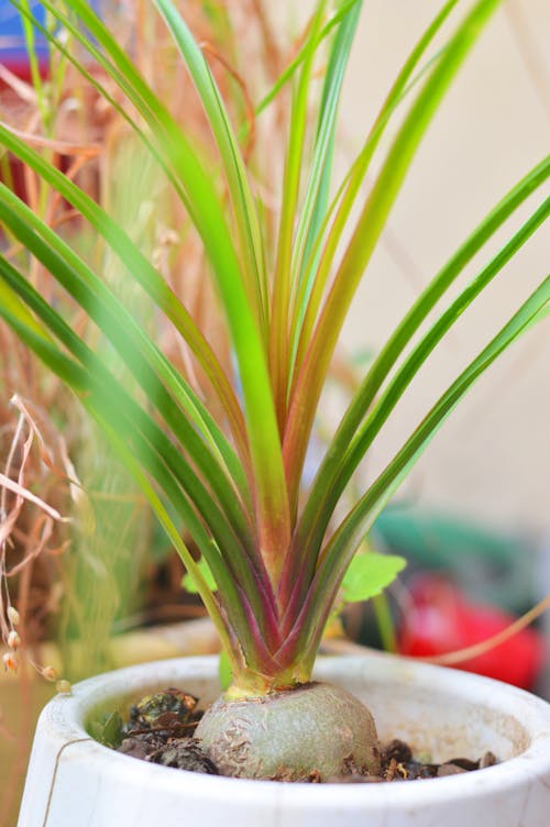 Close-up of Plant