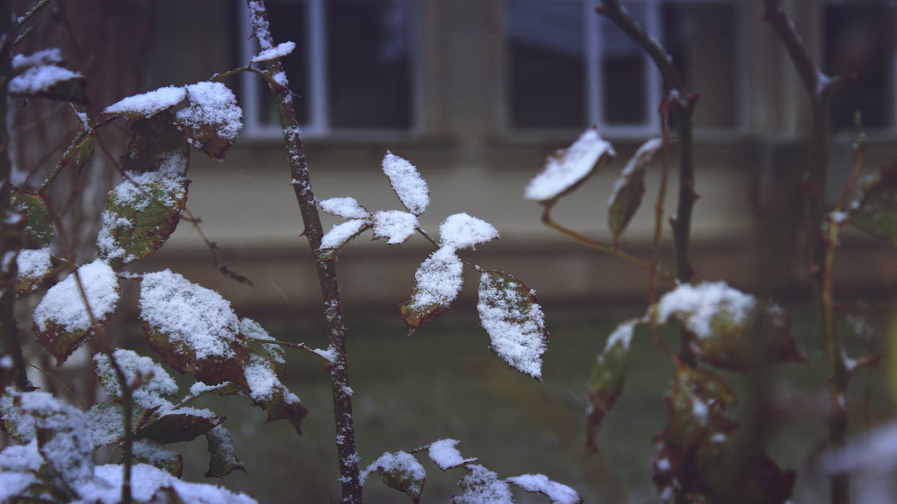 gratis Close Up Van Sneeuw Op Planten In De Winter Stockfoto