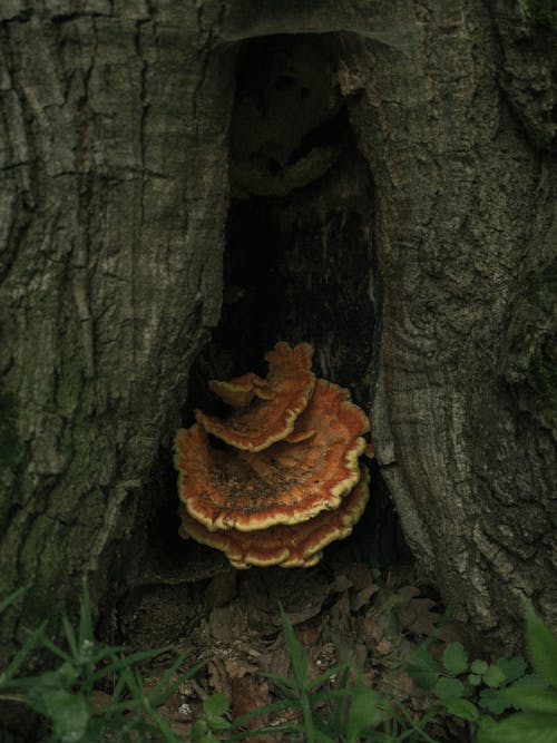A mushroom growing out of a tree trunk