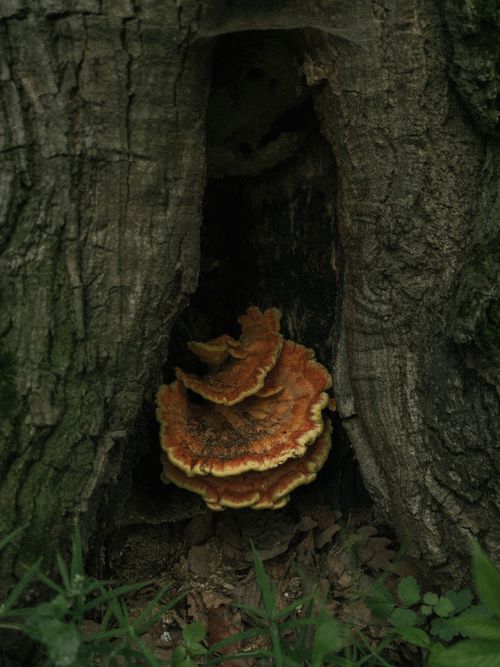 Fungi nestled in tree bark
