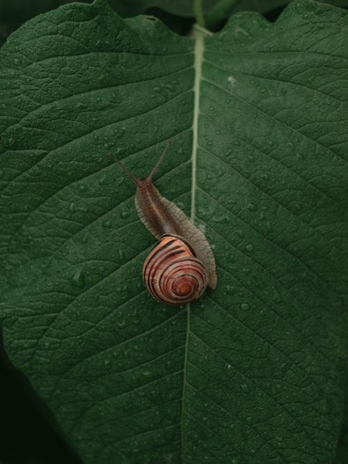 Free Close-up shot of a snail on a wet leaf with raindrops, showcasing nature's details. Stock Photo