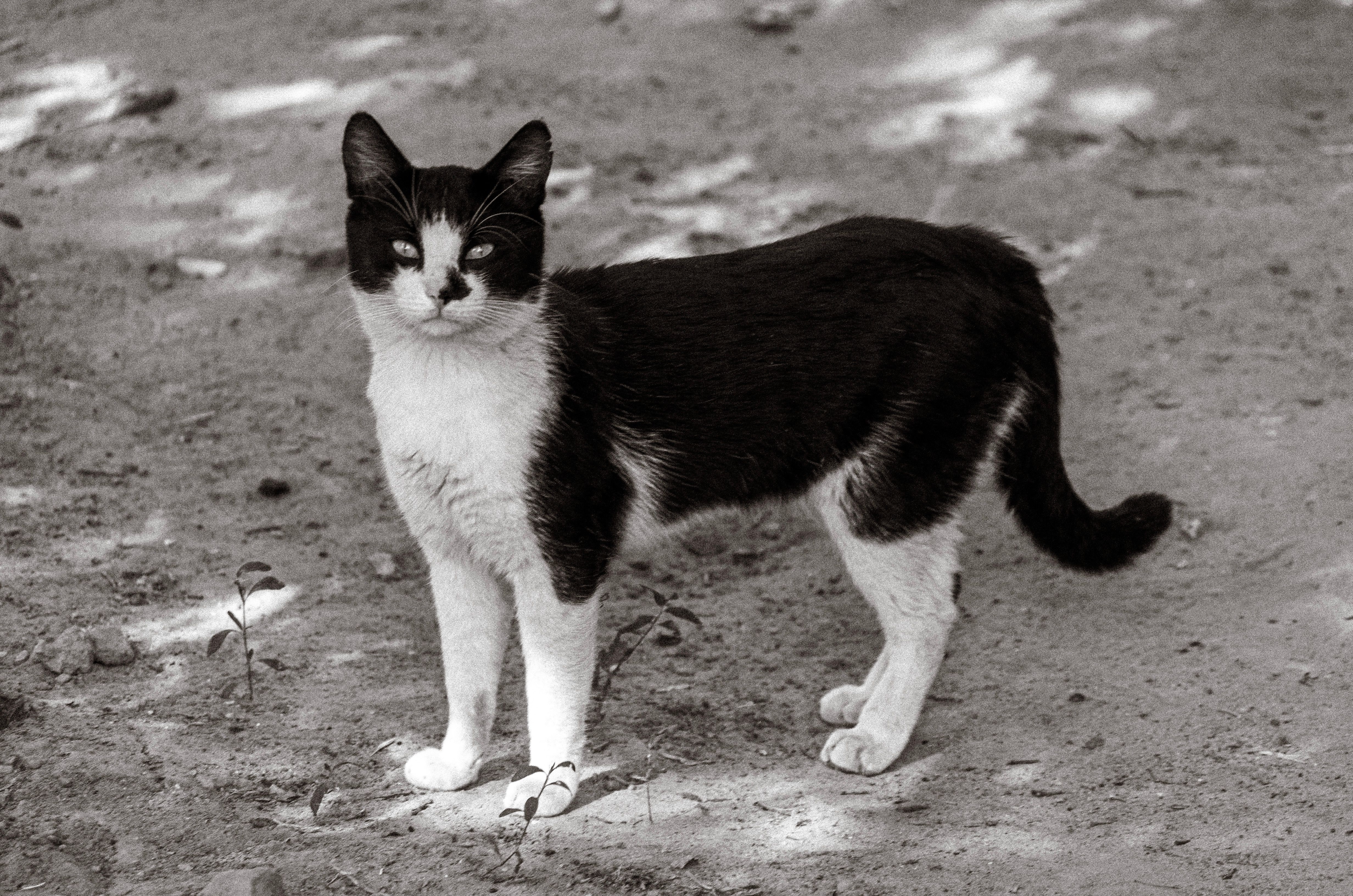 A black and white cat standing on the ground · Free Stock Photo