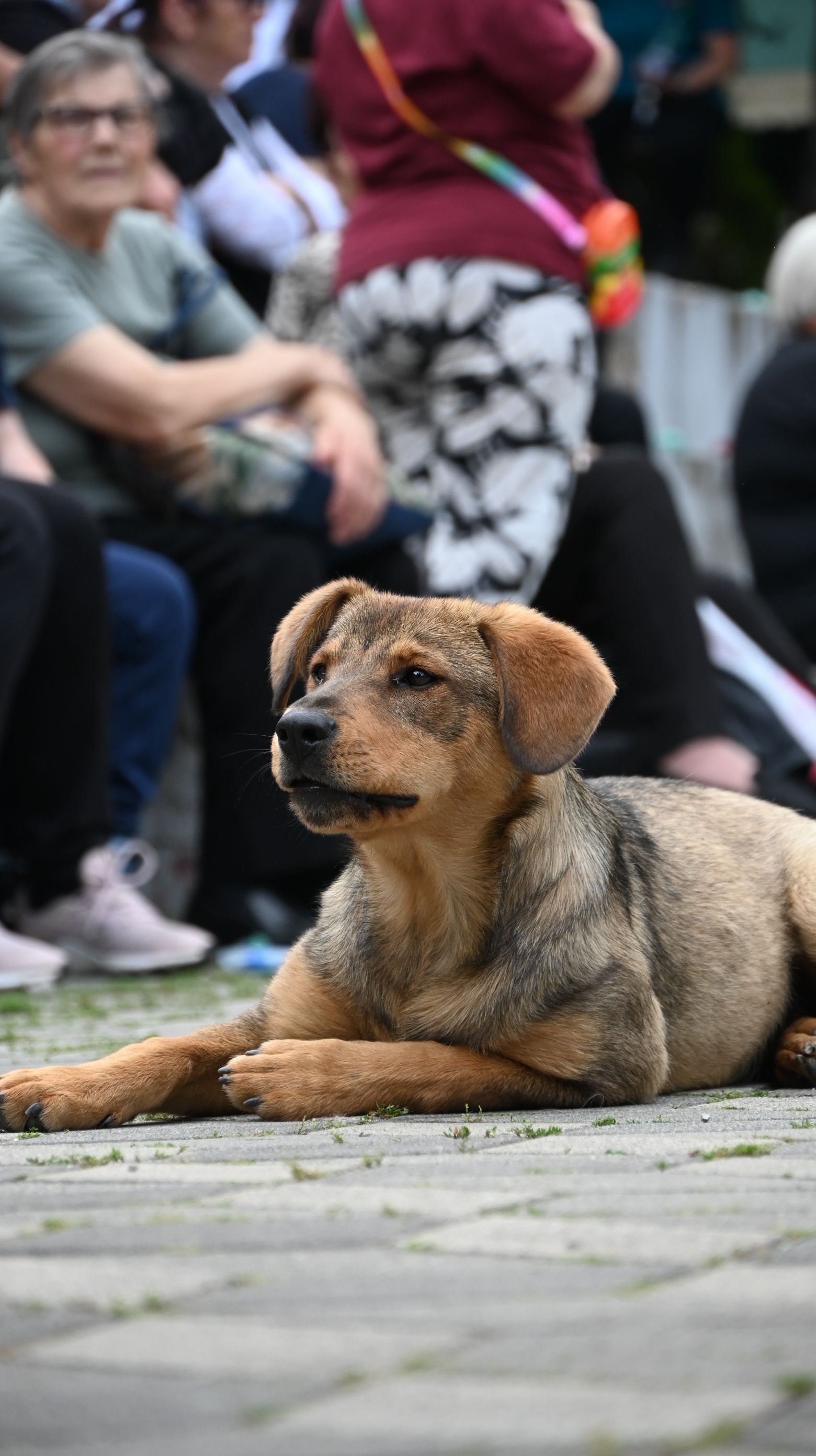 A calm dog lying on a pedestrian walkway surrounded by people in Belgrade, Serbia.