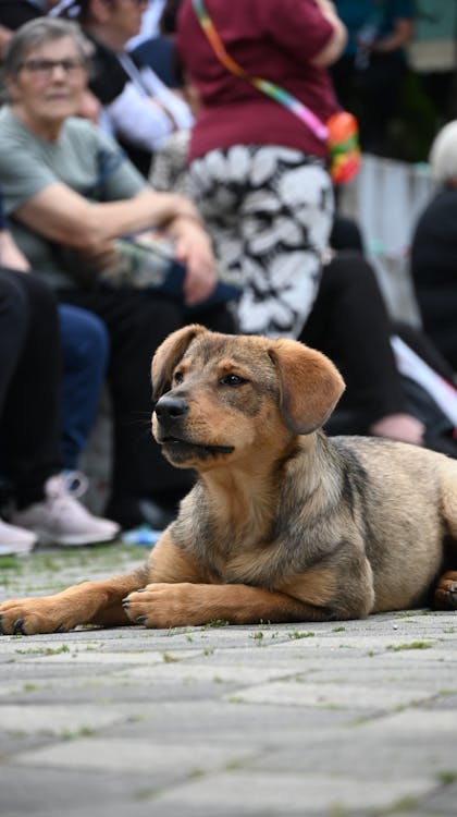 Cão