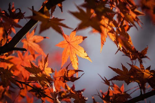 бесплатная Крупный план кленовых листьев Стоковое фото