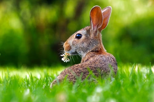 Close-up of an Animal Eating Grass