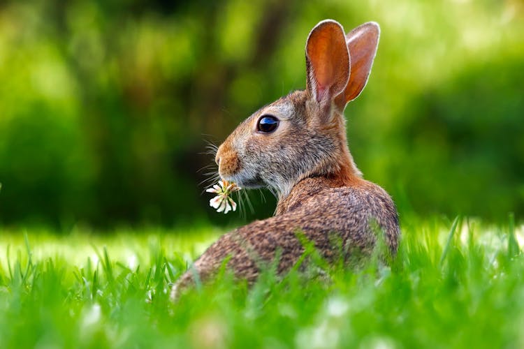 Close-up Of An Animal Eating Grass