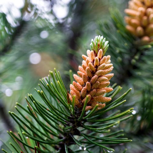 A pine tree with cones on it