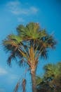 Palm tree against a blue sky