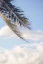 A palm leaf blowing in the wind against a blue sky