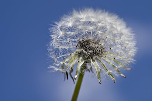 Free Close-up of Dandelion Against Sky Stock Photo