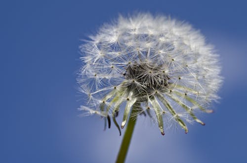 Close-up of Dandelion Against Sky